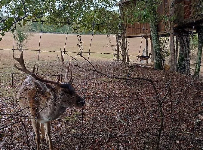 Les Cabanes De Trencalli 农家乐 Castelnau-Rivière-Basse
