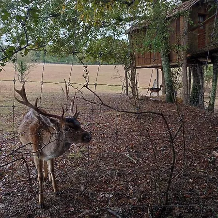 Les Cabanes De Trencalli Lantgård Castelnau-Rivière-Basse